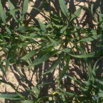 Sample image from EWS