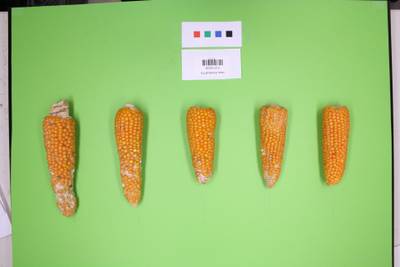 Sample image from Maize Cobs