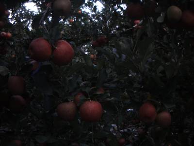Sample image from Apple from Orchard Environment