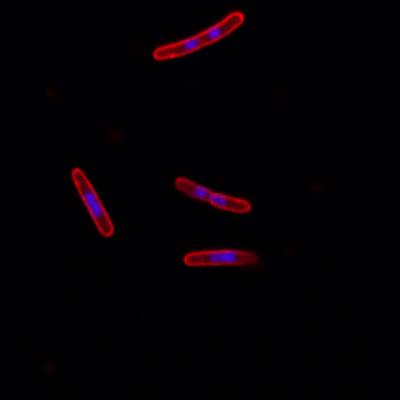 Sample image from DeepBacs E. Coli