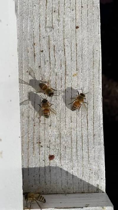 Sample image from Bee Image Object Detection
