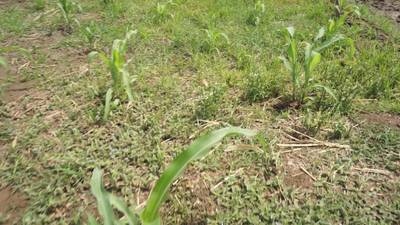 Sample image from Maize-Weed Image