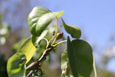 Sample image from DiaMOS Plant