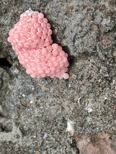 Sample image from Pink-Eggs Dataset V1