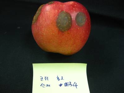 Sample image from Disease Detection in Fruit Images
