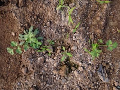 Sample image from Carrot-Weed