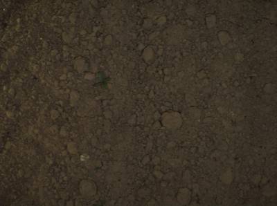 Sample image from Sugar Beets 2016
