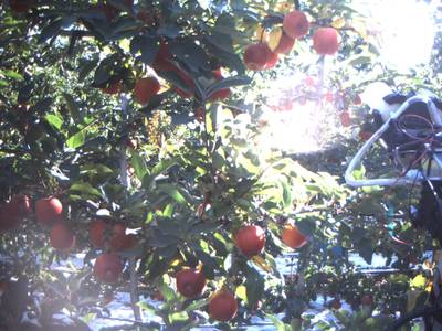 Sample image from Apple Dataset Benchmark from Orchard Environment
