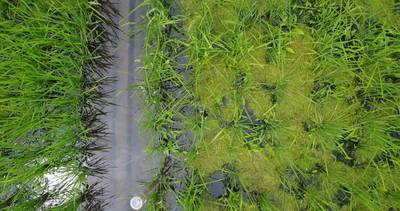 Sample image from Paddy Rice Imagery