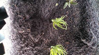 Sample image from Dataset of Annotated Food Crops and Weed Images