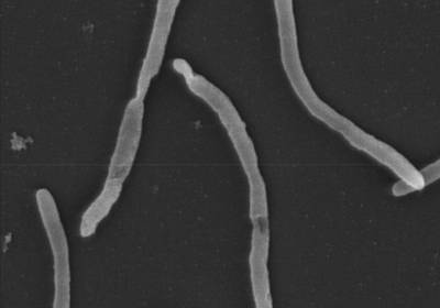 Sample image from EMPS