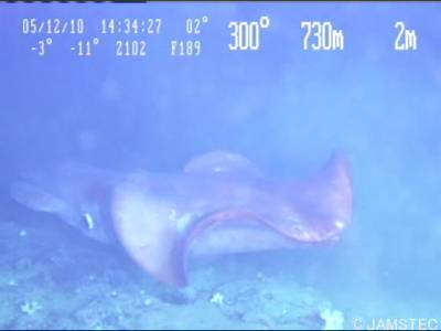 Sample image from Trash-ICRA19