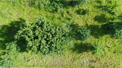 Sample image from Tree Species Detection