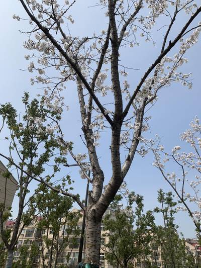 Sample image from Urban Street: Branch