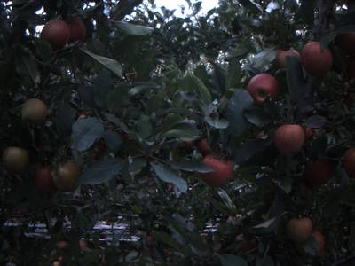 Sample image from Apple from Orchard Environment