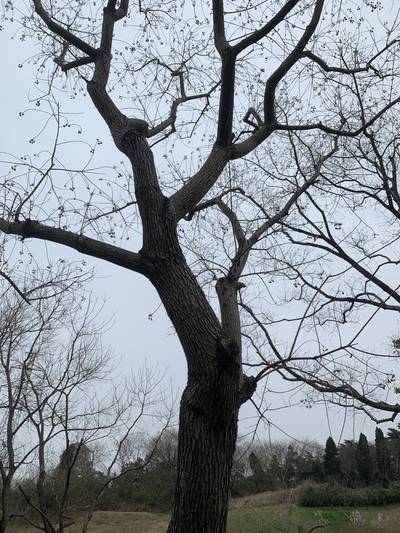 Sample image from Urban Street: Branch