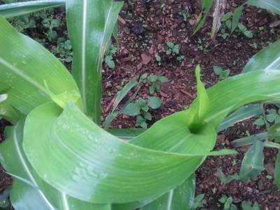 Sample image from Corn Leaf Infection
