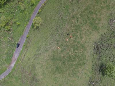 Sample image from Cattle Detection and Counting in UAV Images