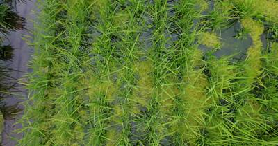 Sample image from Paddy Rice Imagery