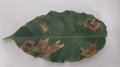 Sample image from Rust and Leaf Miner in Coffee Crop