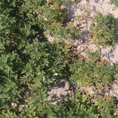 Sample image from Potato Plants Images