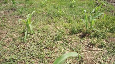 Sample image from Maize-Weed Image
