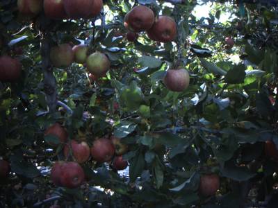 Sample image from Apple from Orchard Environment