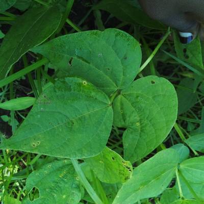 Sample image from Makerere University Beans