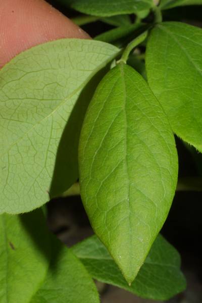 Sample image from PlantDoc