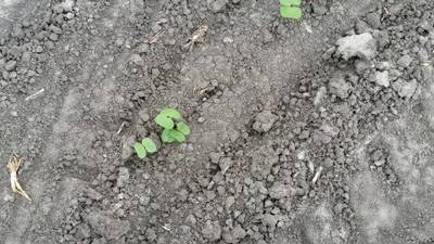 Sample image from DeepSeedling