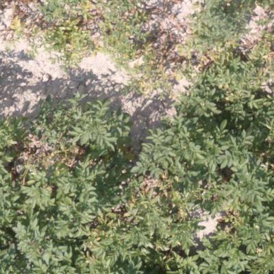 Sample image from Potato Plants Images