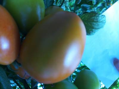 Sample image from RpiTomato Dataset
