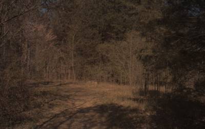 Sample image from CaSSeD: Real World Data