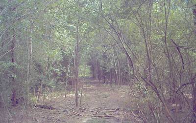 Sample image from CaT