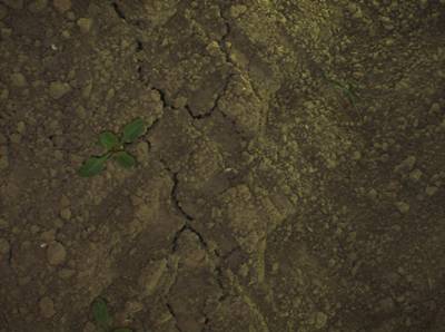 Sample image from Supervisely HRDA Plants Demo