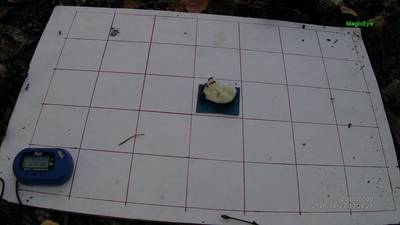 Sample image from Ant Detection