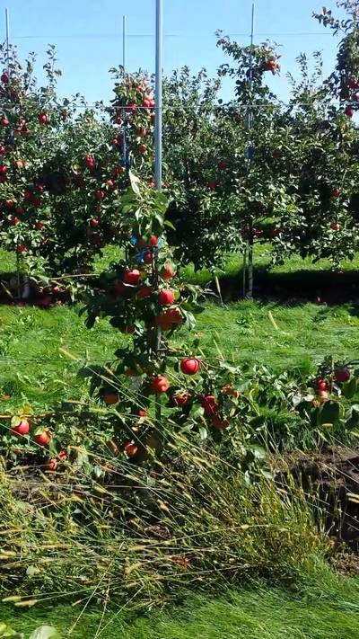 Sample image from MinneApple