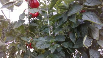 Sample image from Sweet Pepper