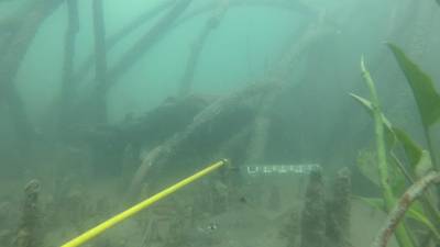 Sample image from DeepFish