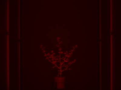 Sample image from CosegPP