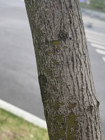 Sample image from Urban Street: Trunk