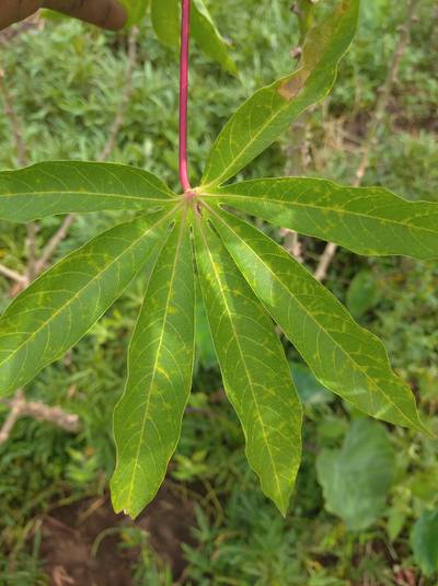Sample image from Makerere University Cassava
