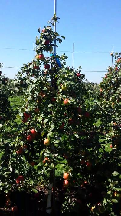 Sample image from MinneApple