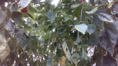 Sample image from Sweet Pepper
