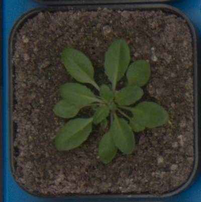 Sample image from Plant Growth Segmentation