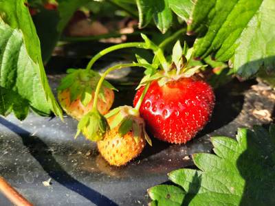 Sample image from Strawberry Dataset for Object Detection