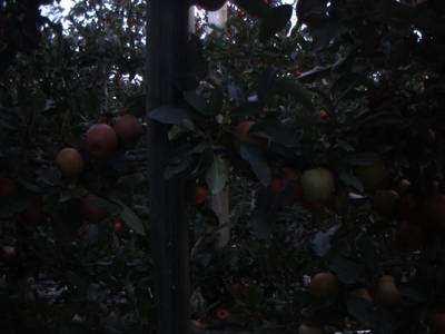 Sample image from Apple from Orchard Environment