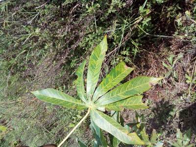 Sample image from Makerere University Cassava