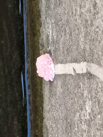 Sample image from Pink-Eggs Dataset V1