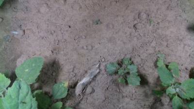 Sample image from Dataset of Annotated Food Crops and Weed Images
